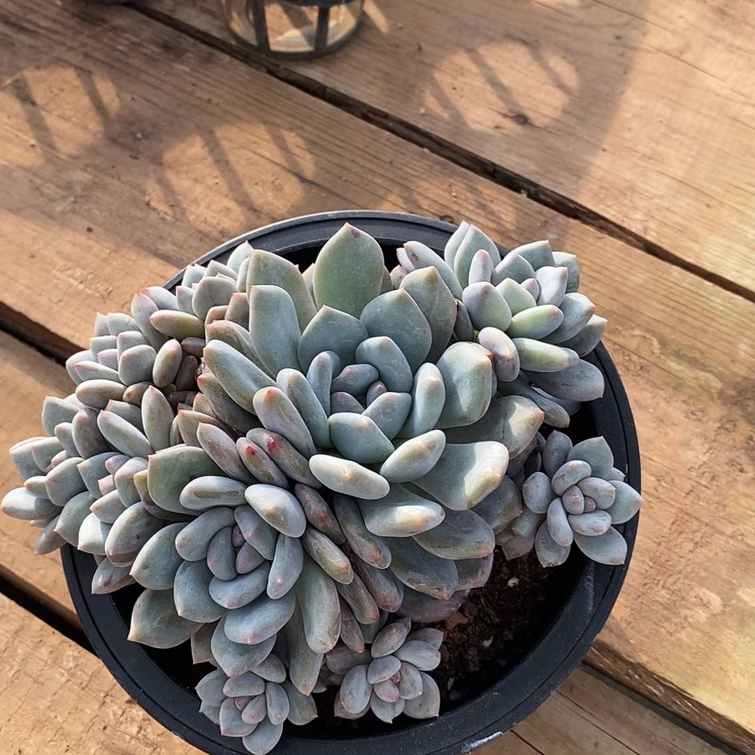 木*?朵朵自然群，1234568