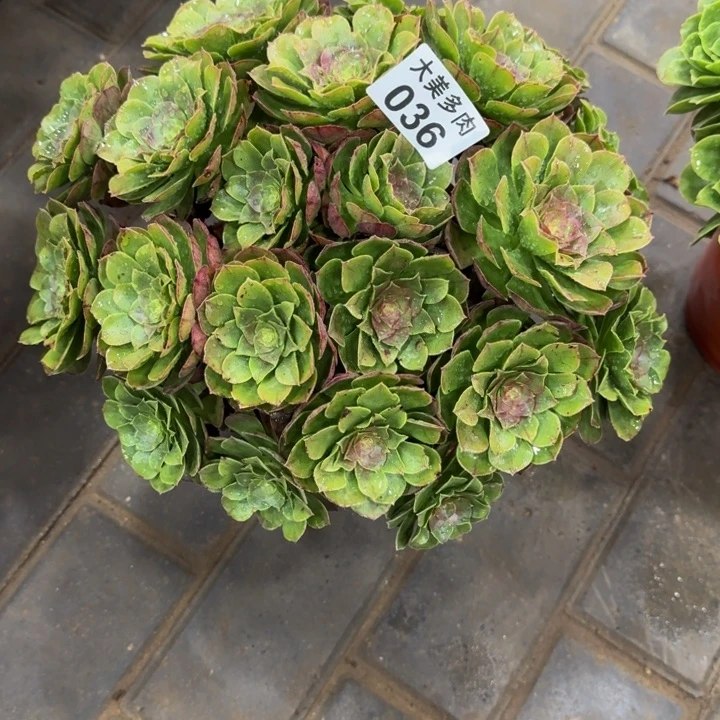 ?万圣节丛林036肉肉