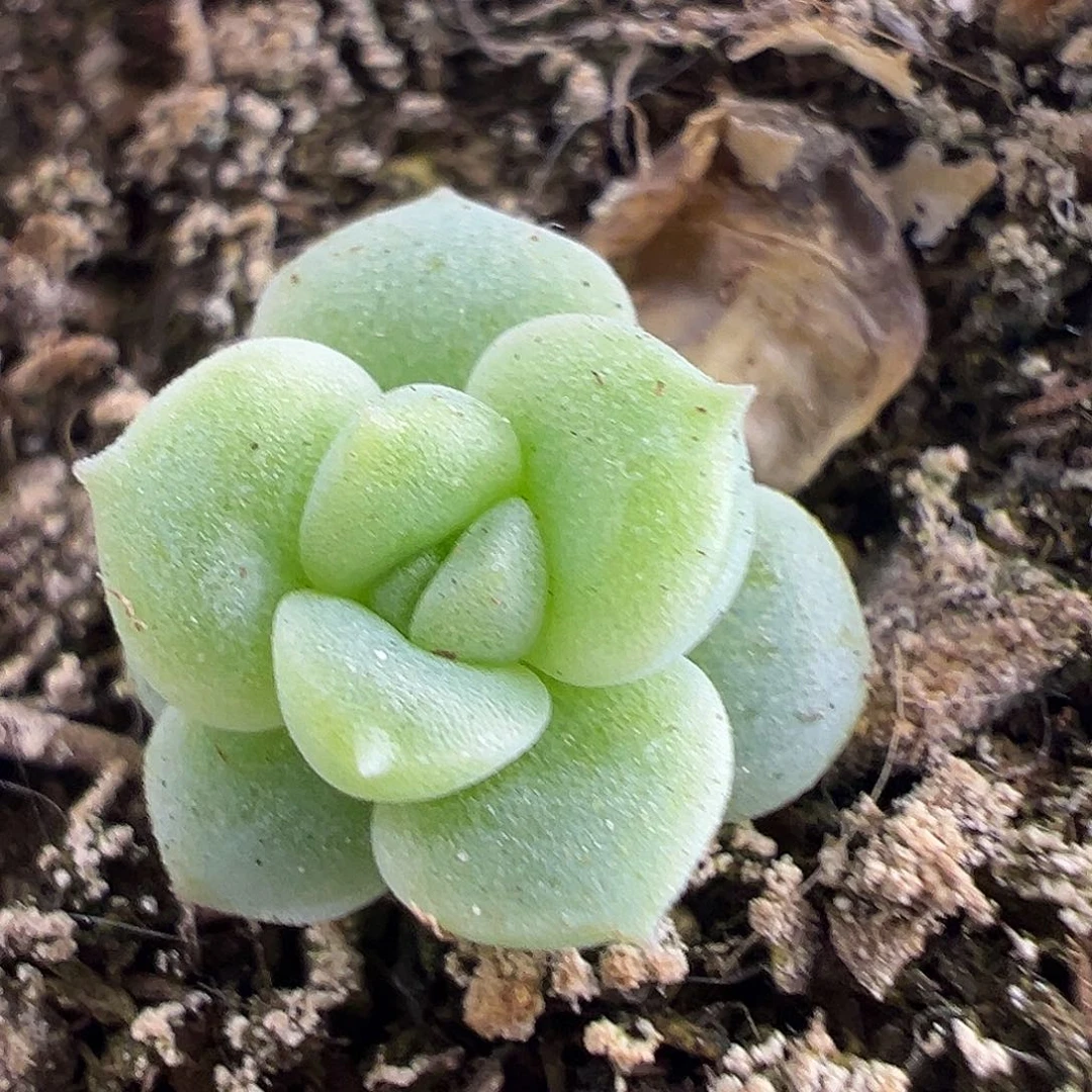 76甜心 下播福利 很小