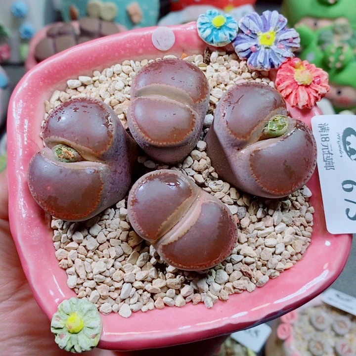 生石花花花花花673
