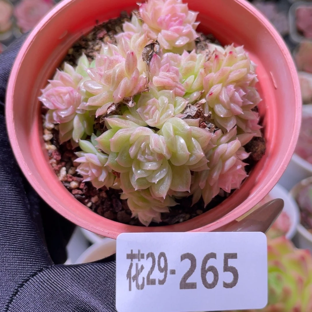 花利美29-265麦秆