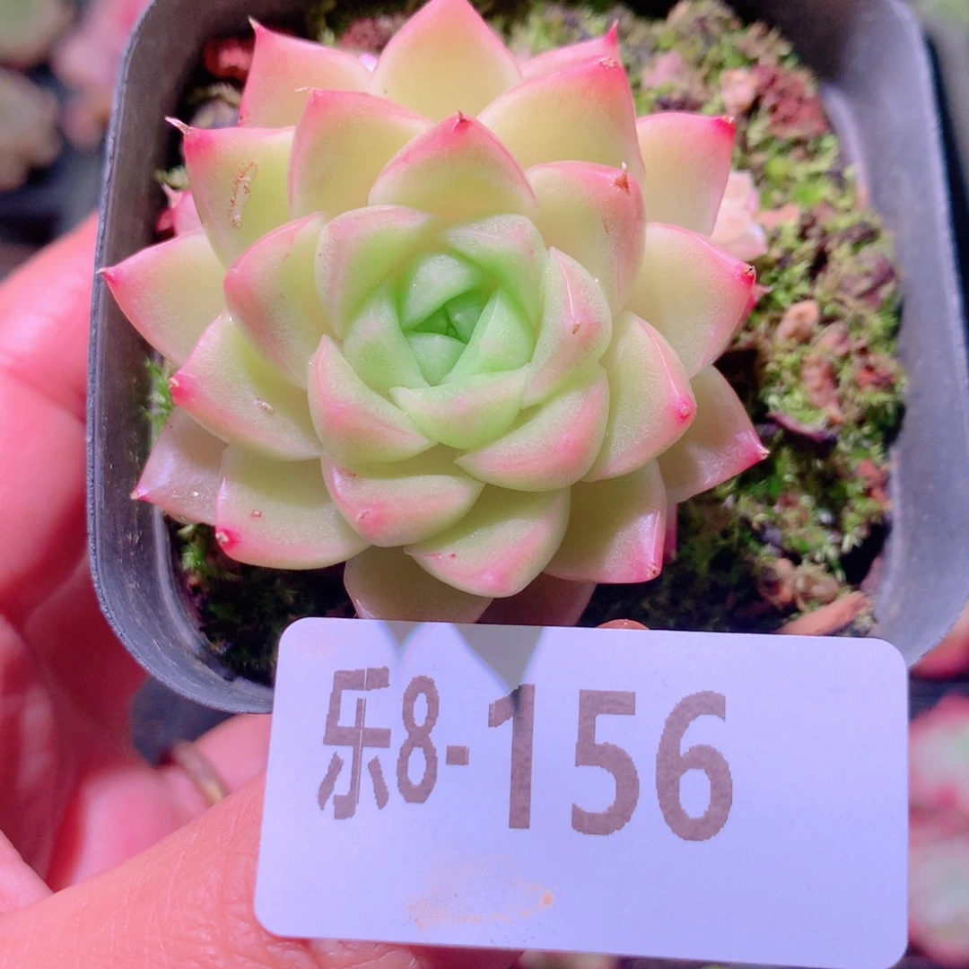 乐然8-156 迈凯伦