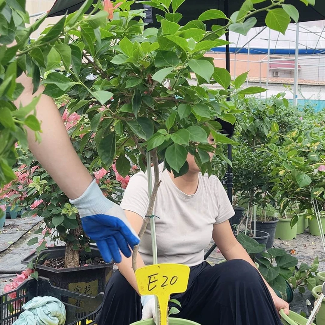 悠***然大部分花苞少量开放E20佩德罗