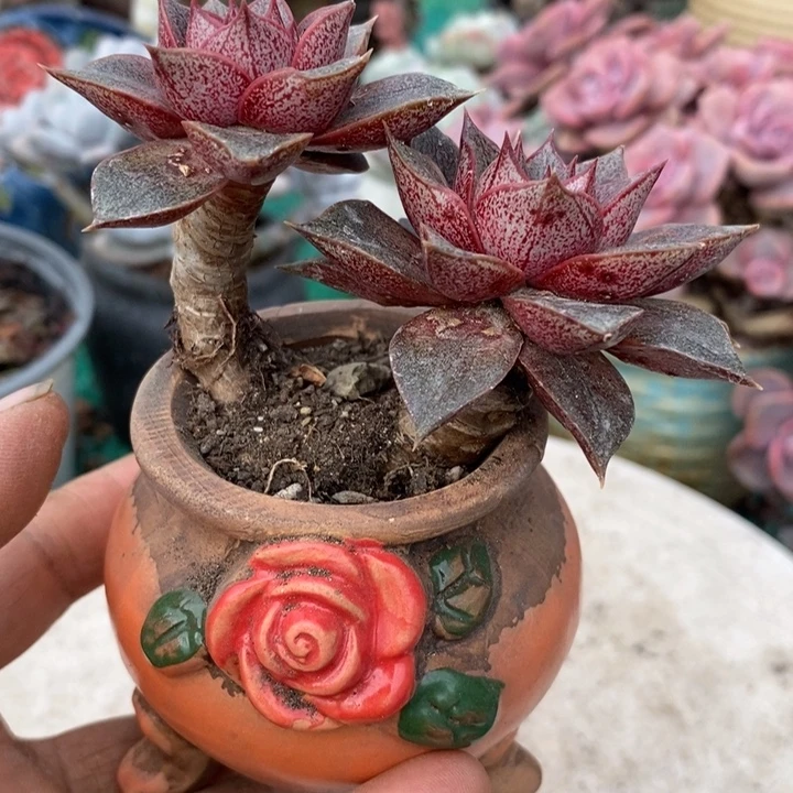 大和锦老桩无砍多肉