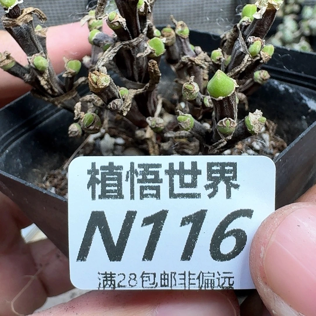 多肉植物的润泽法v