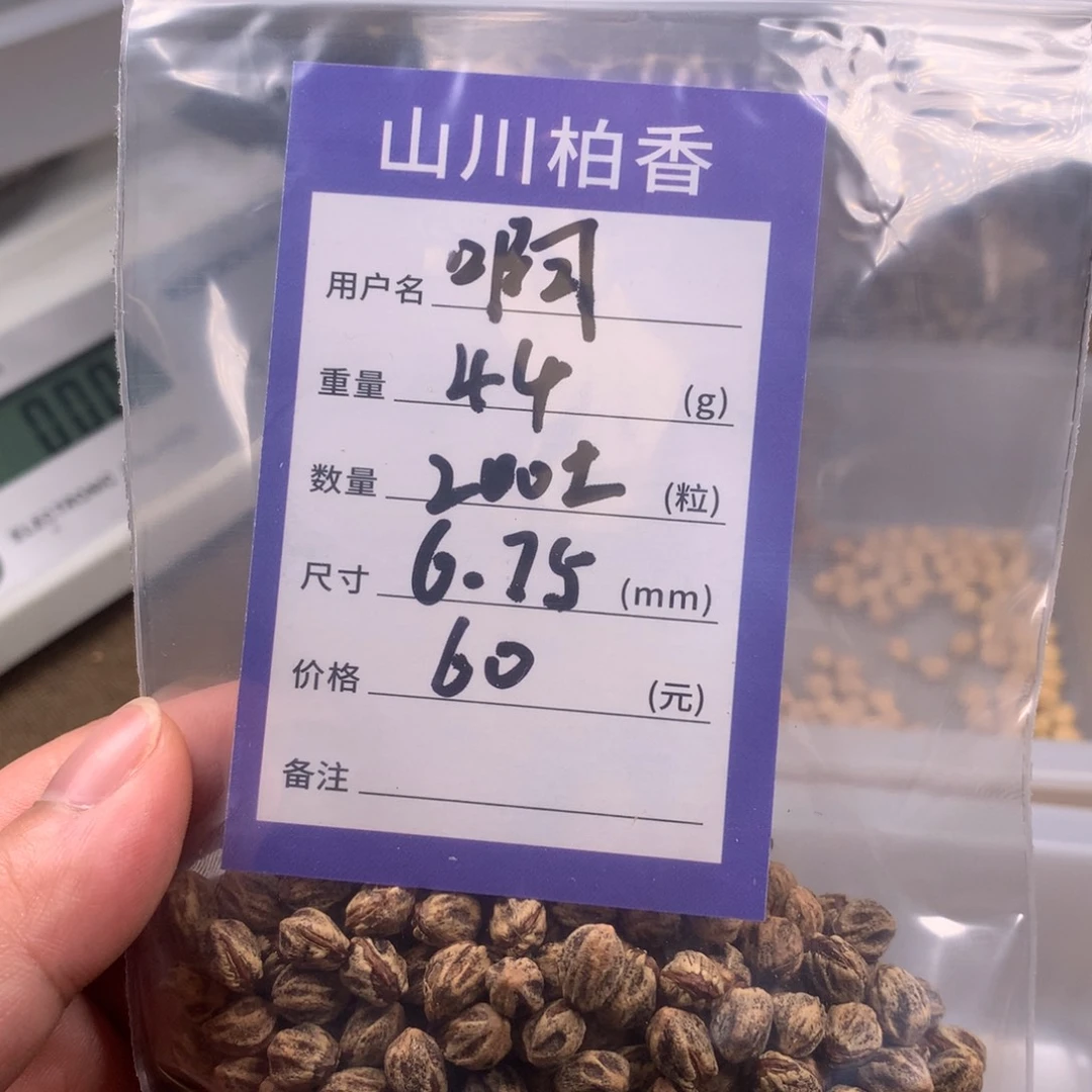 柏香籽/百香籽吊坠?****✨
