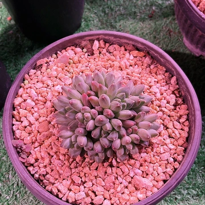 我是第一百个为妖刀应援滴打