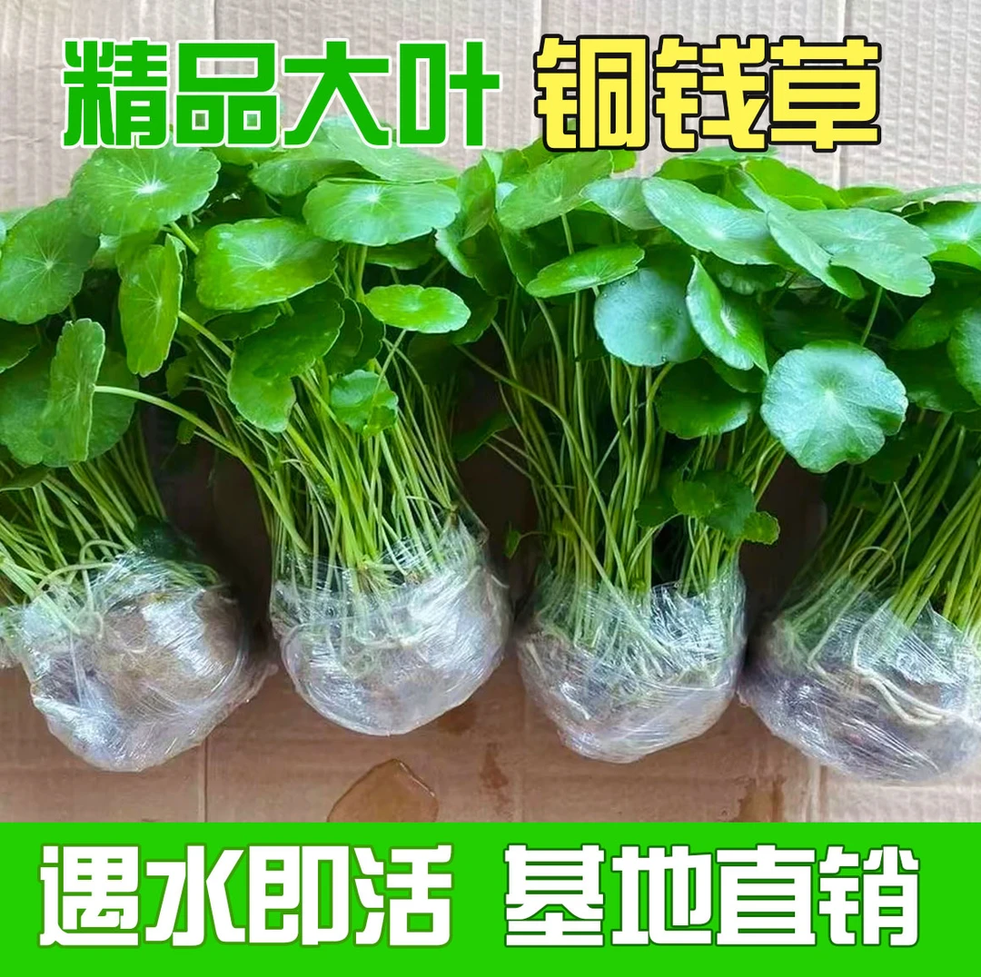 【水培大叶铜钱草】金钱草室内客厅净化空气好养植物办公室绿植水草