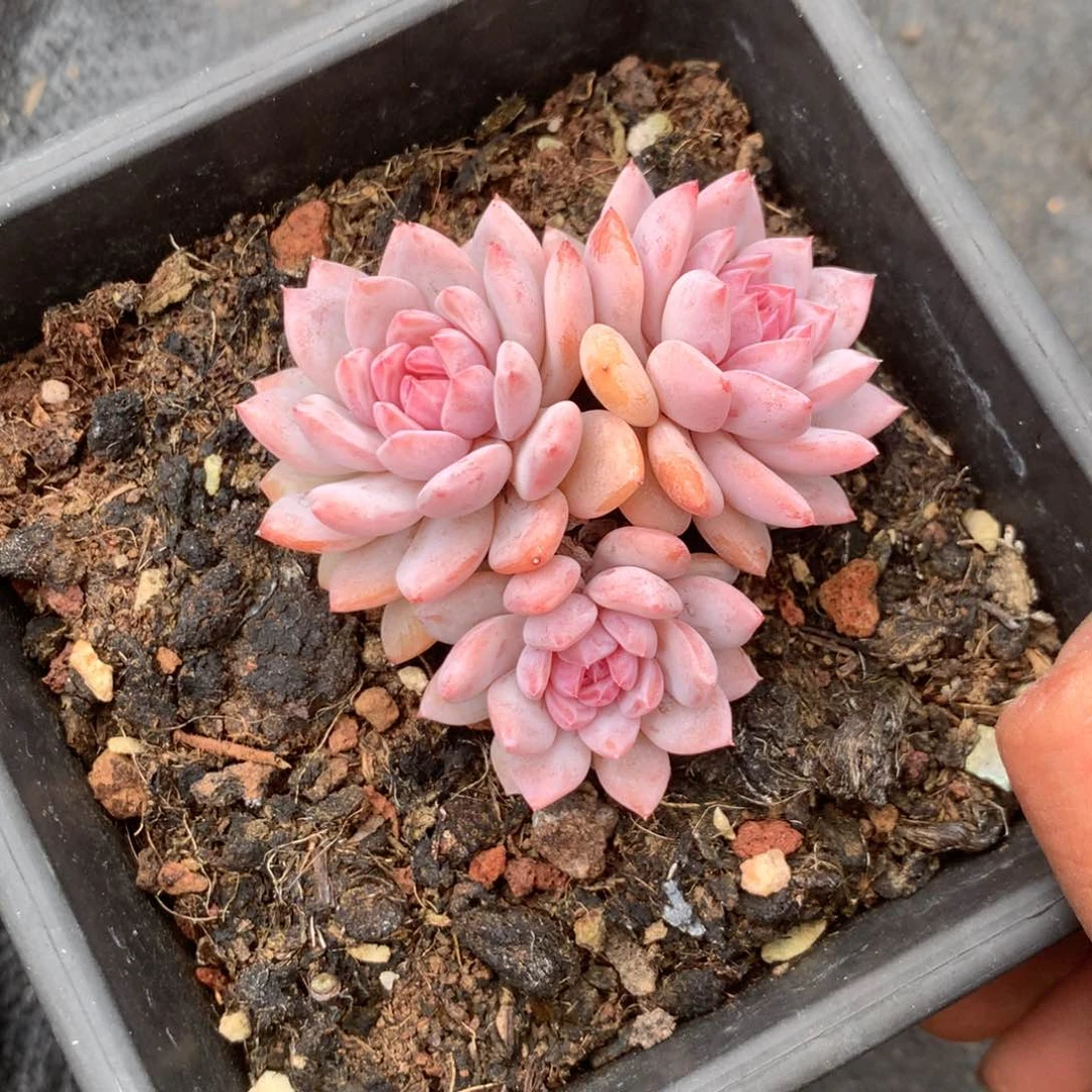 我们就像这只羊驼