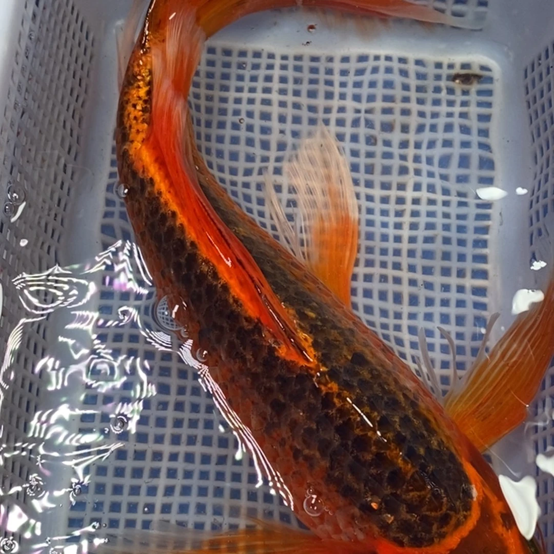 锦鲤冷水锦鲤包邮
