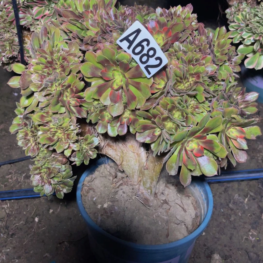 雅典娜法师16/////11包邮