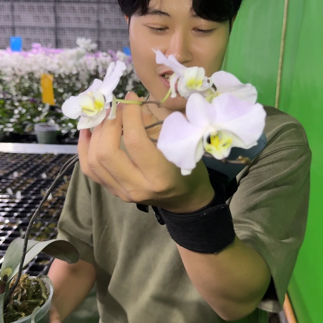 当前无花栽培后可以开花桑德 3寸开花株 瑕疵