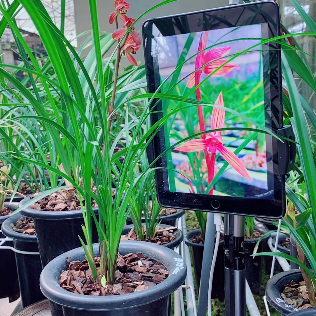 大部分花苞少量开放