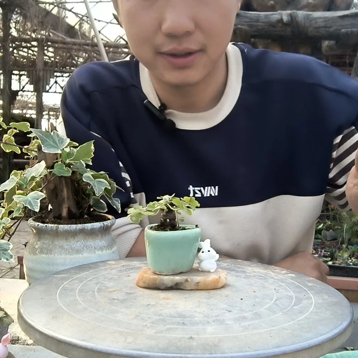 开*果小盆景小植物一物一拍11