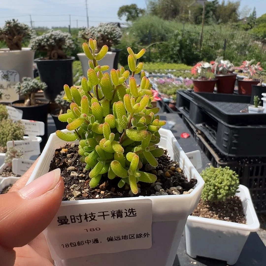 肉*安180号糖球黄锦4,29多肉