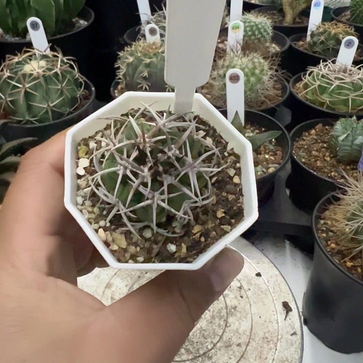 完全开放碧岩玉带盆发