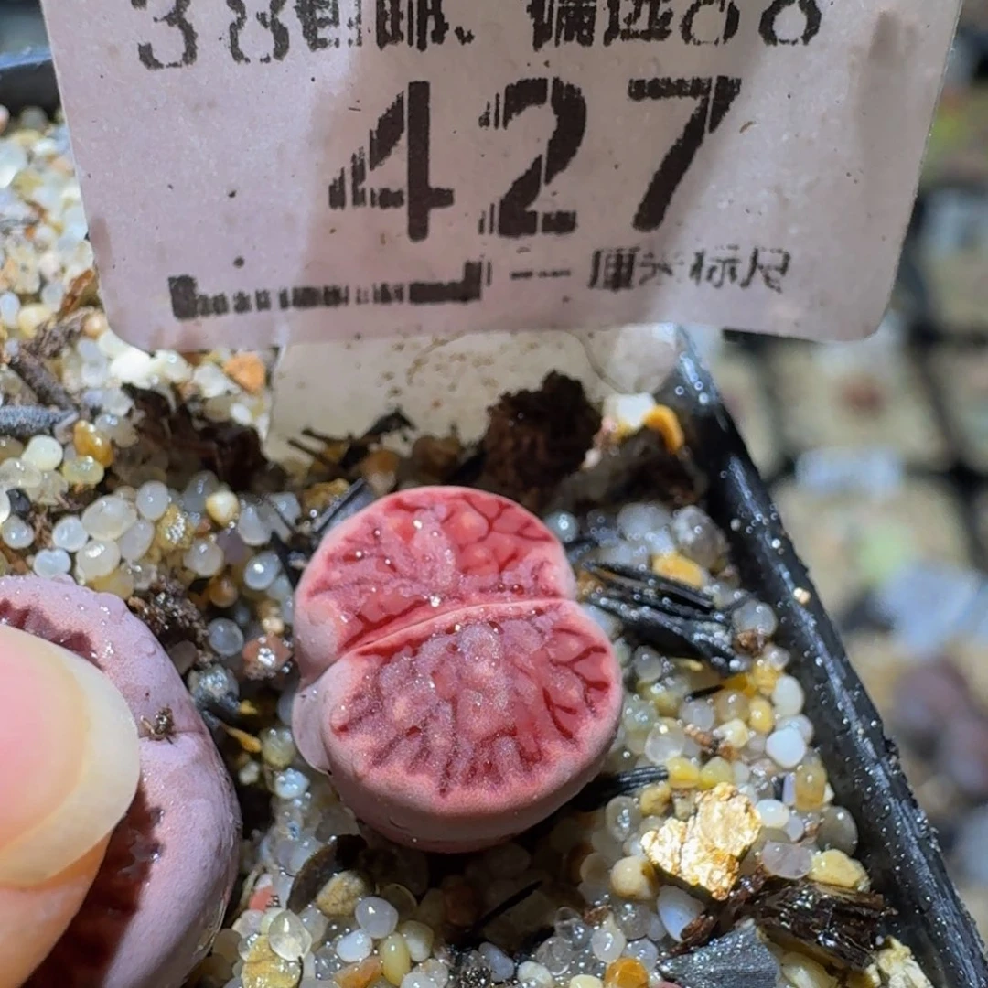 Sssss便宜了好多427