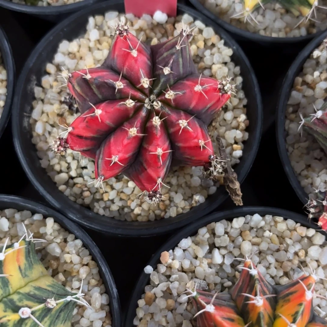 143-0103泰国发货多肉