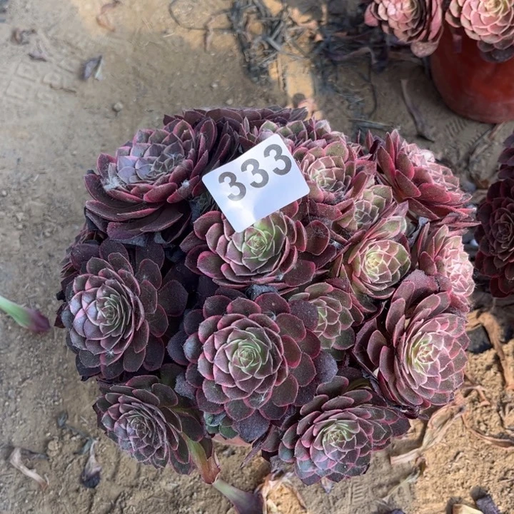 粉花妖333不包断枝