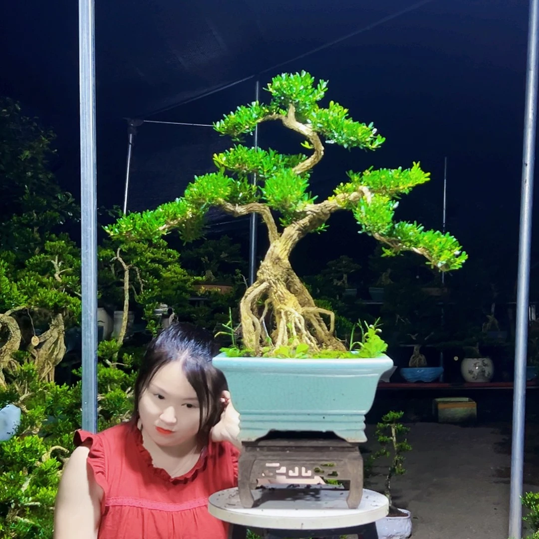 艾***一无花朵黄杨木