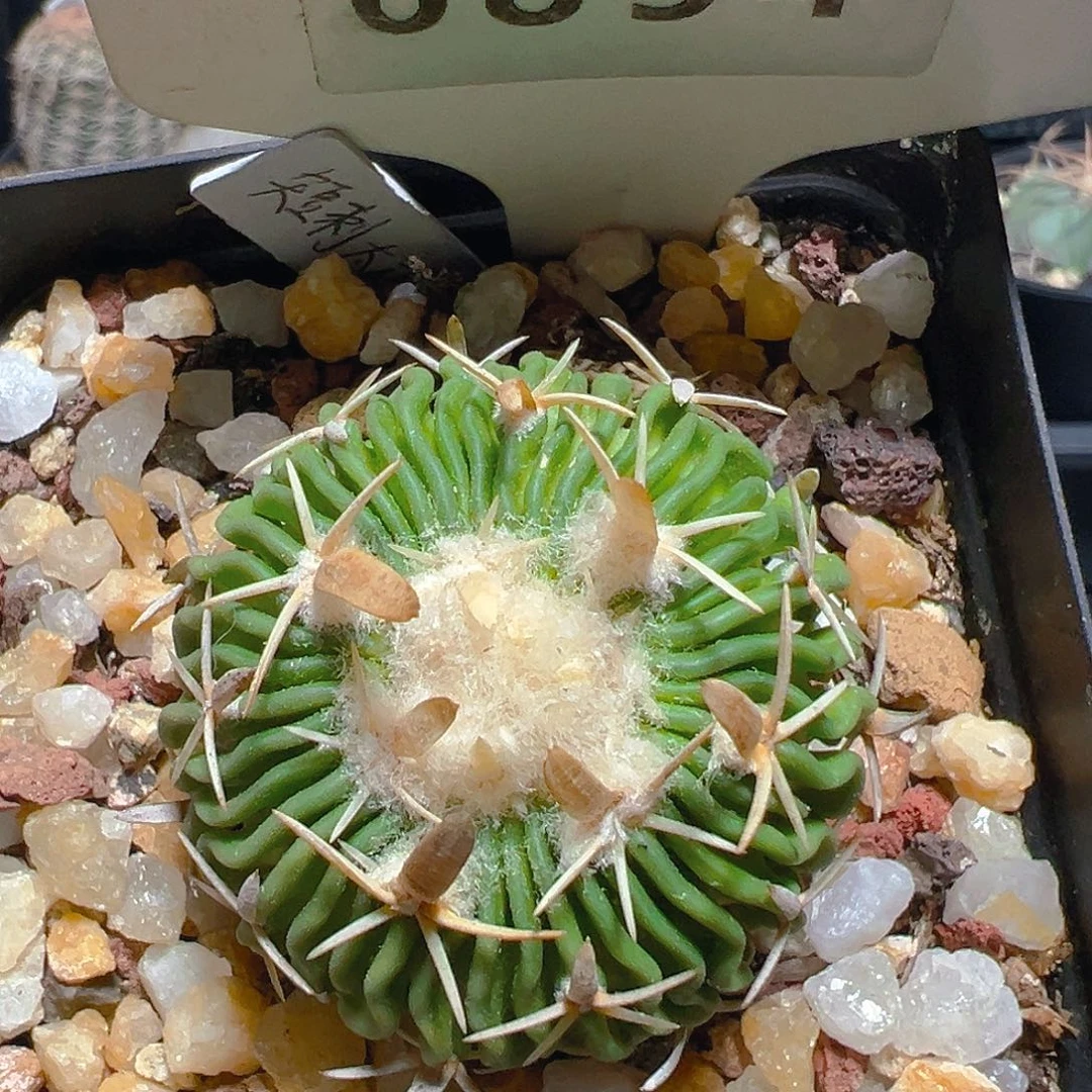 6854短刺太刀岚实生裸根发货