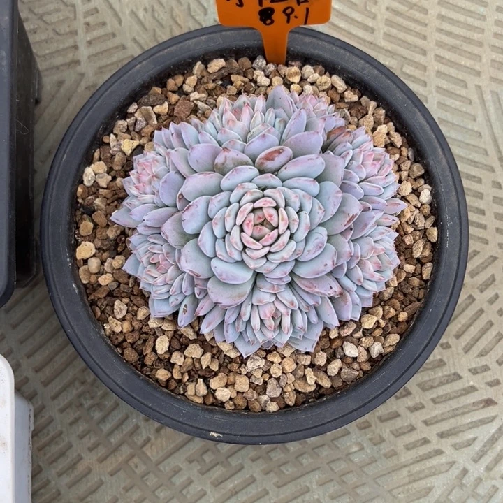 桃***丝星星橙捧花自然群怪兽拍