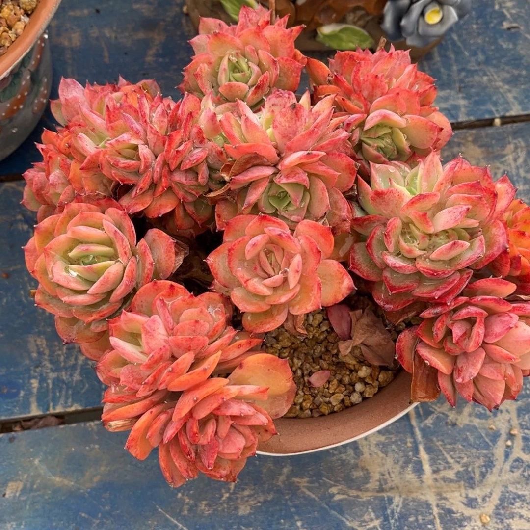 多肉植物多肉植物