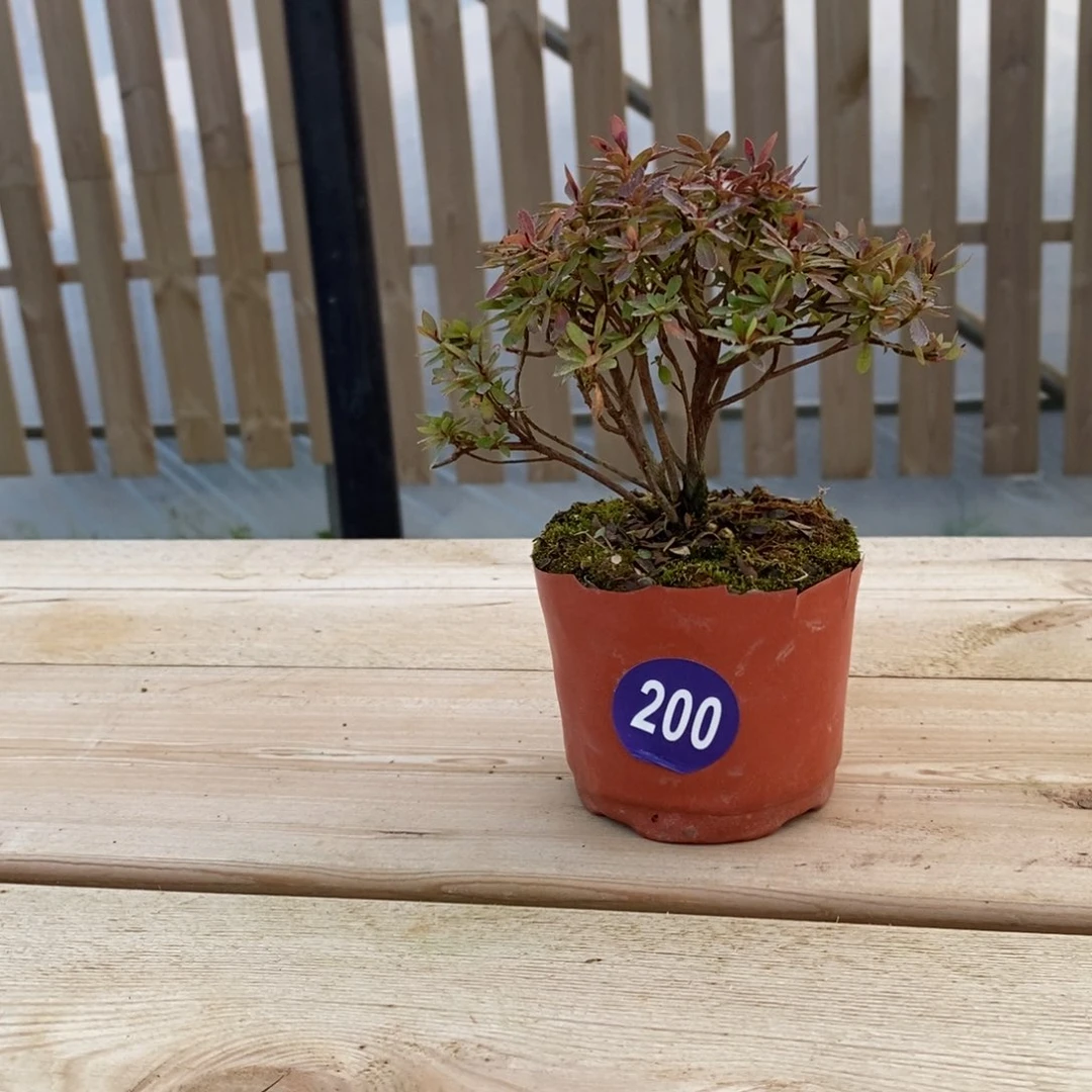 红陶大*兄红红火火过大年200