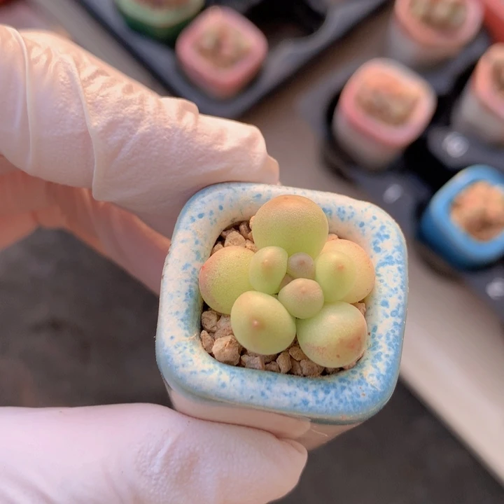 028 萤火虫 星辰 周正