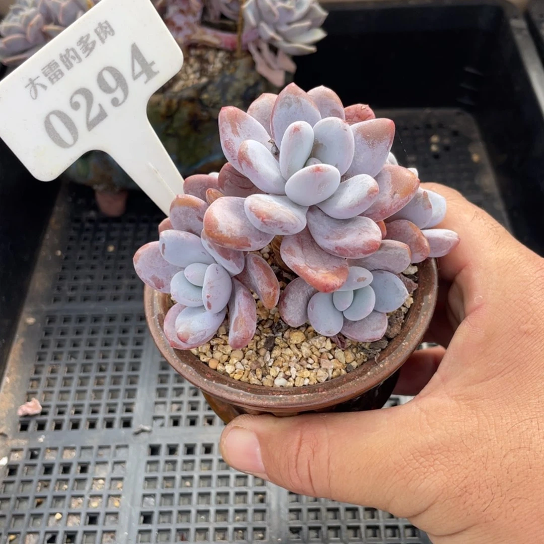 0294粉兔不带盆9厘米