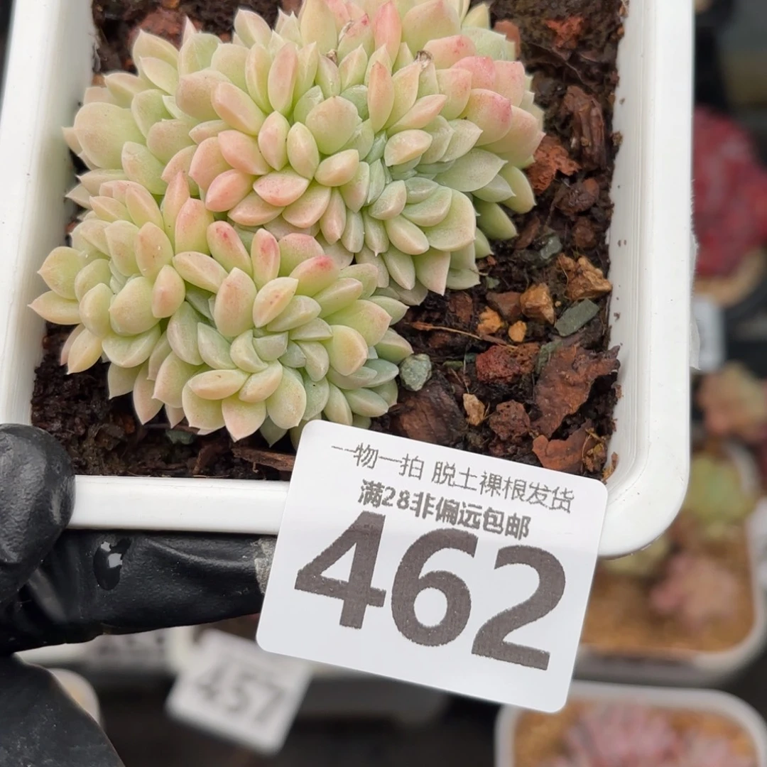 奶油美人缀化无盆土发货