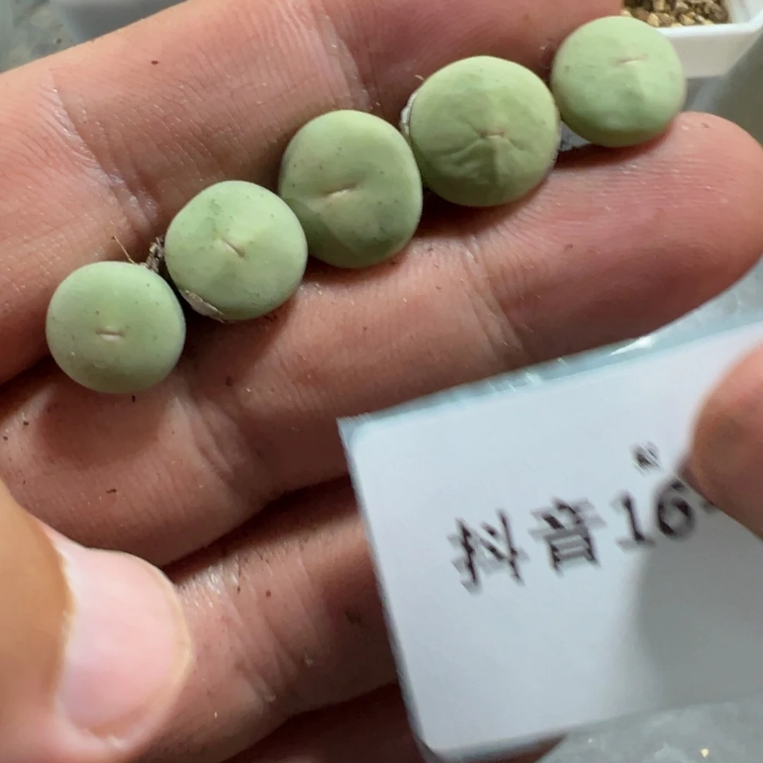 16-111四季红嘴多肉植物，
