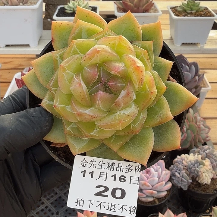 1116-20冰花单头a
