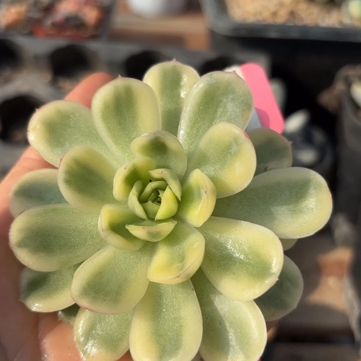 多肉植物平复出风格