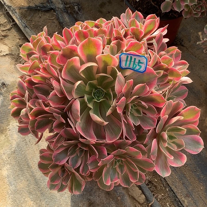多肉植物女妖1165