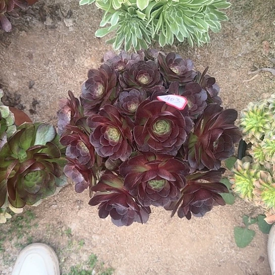 多肉植物黑摩40号不包损