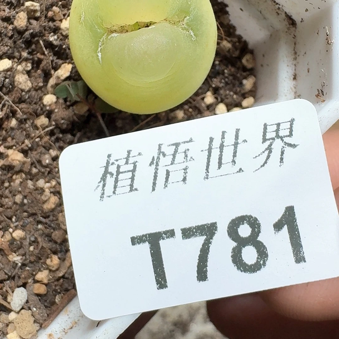 781盒多肉植物哇d c