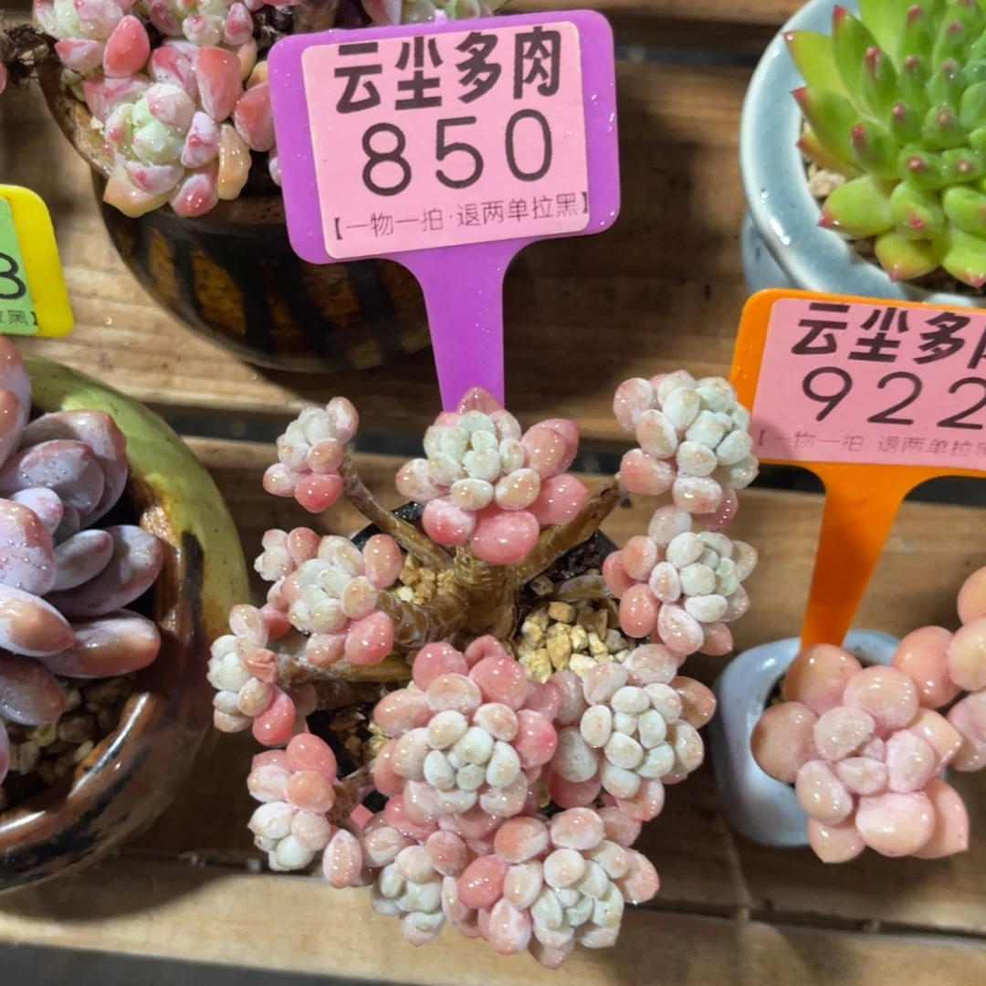 云尘多肉一物一拍850不含盆，