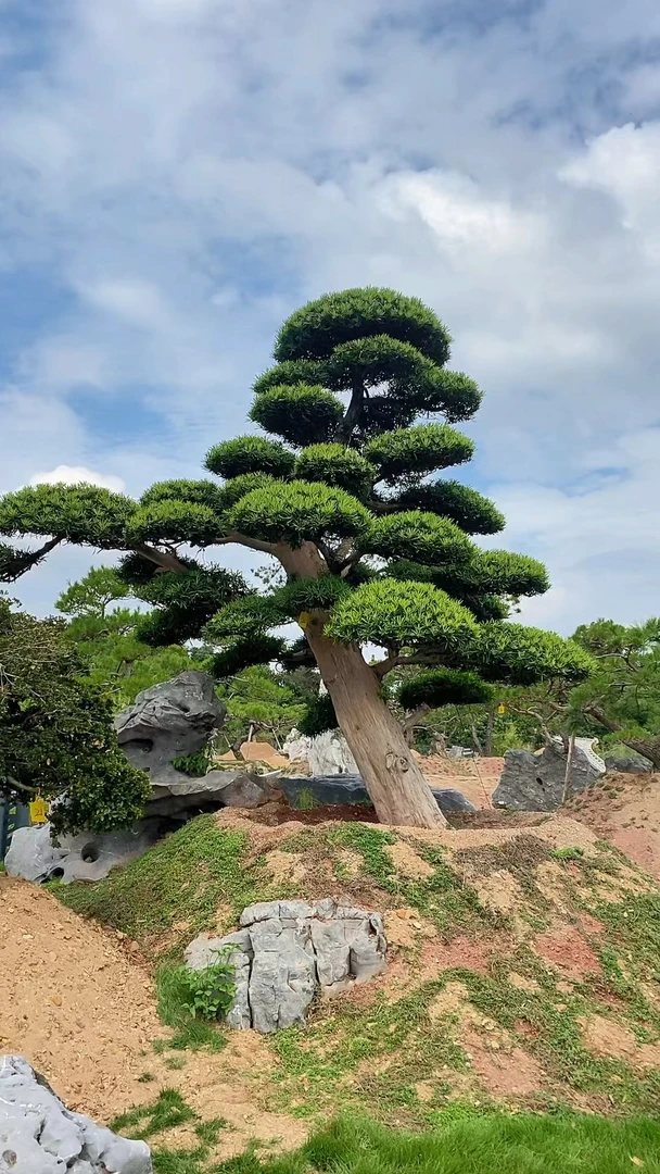 【一物一拍】地景造型老桩罗汉松基地直发