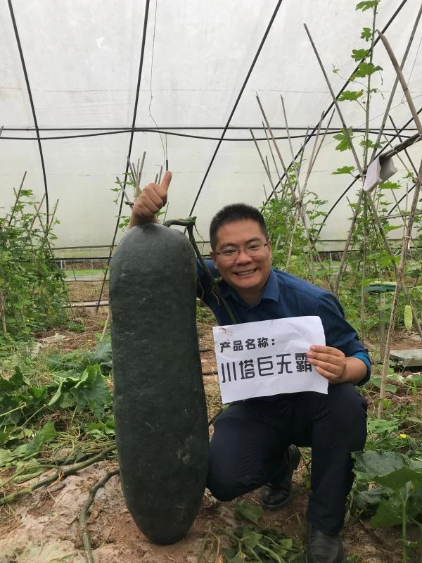巨无霸 青皮大冬瓜种子 粉皮冬瓜高产蔬菜种子