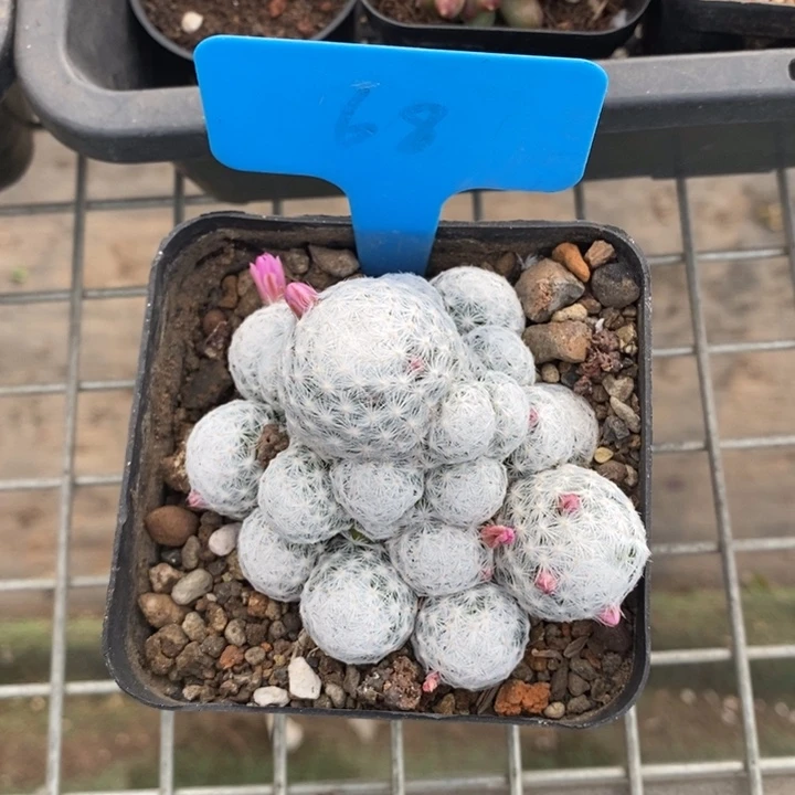 伯克利和格蕾纳等著名音乐家