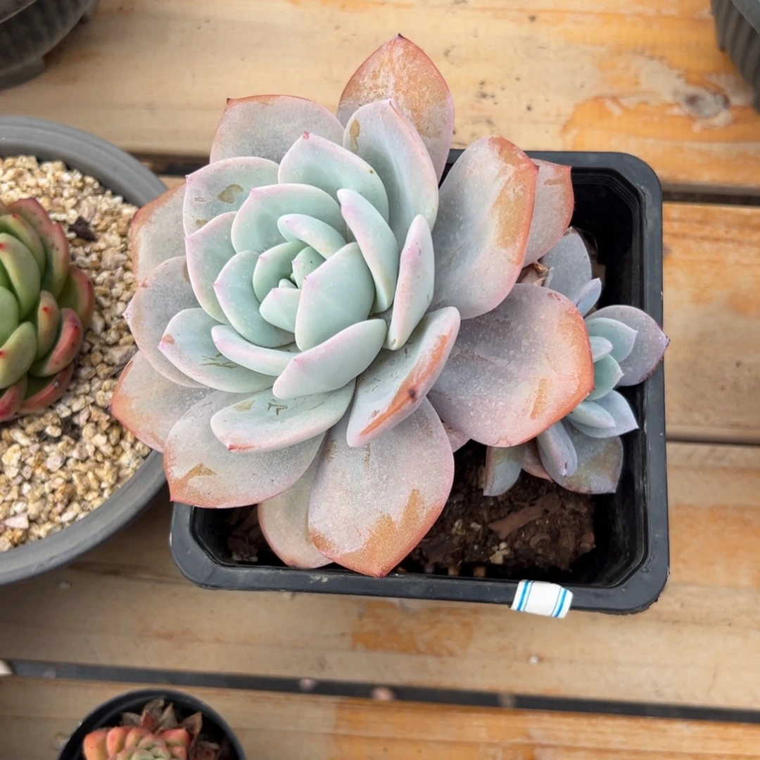 多肉韩版奶茶【非偏远地区满18包邮】