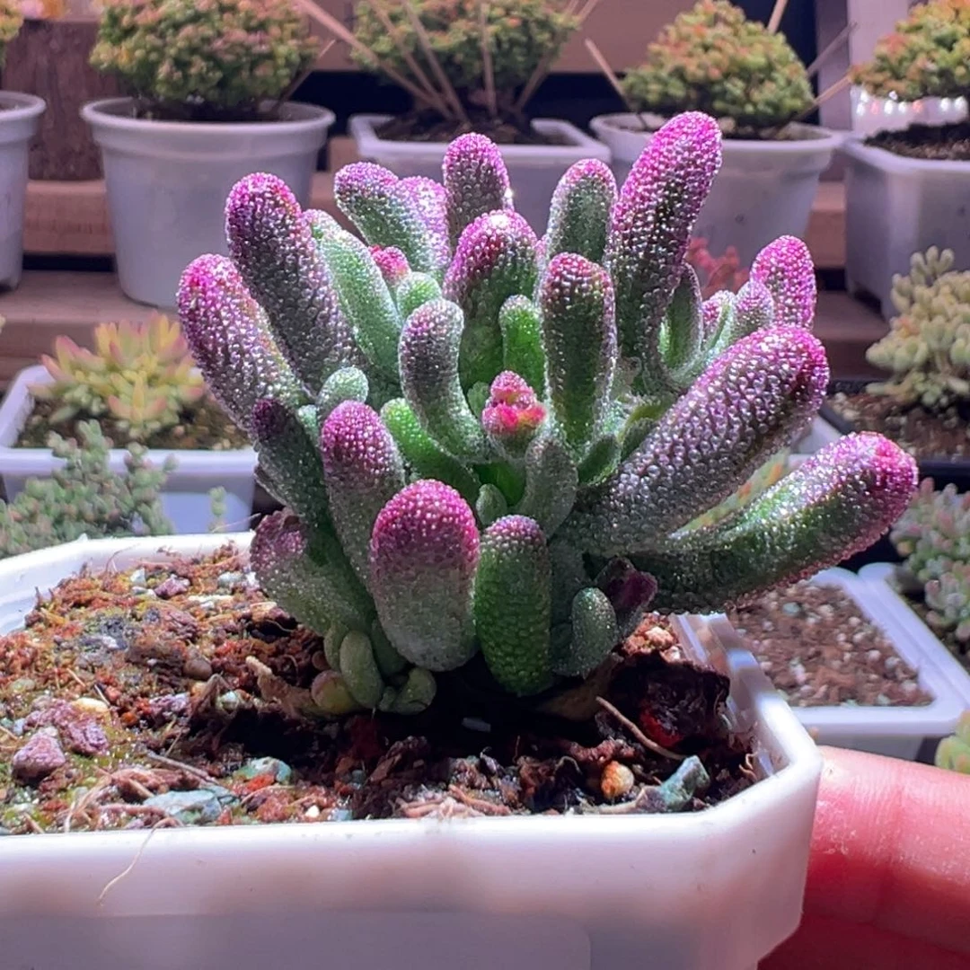 484紫闪光一物一拍包开箱