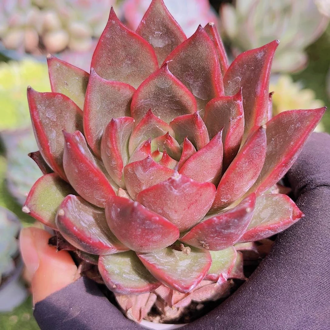 18号897878988889888888