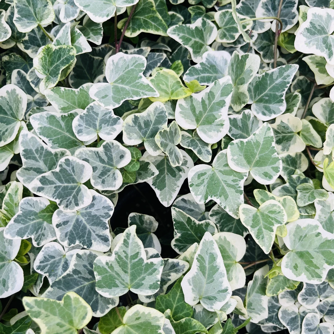 雪荧常春藤 网红绿植 ins风 仙气飘飘 锦叶植物 垂吊阳台窗台客厅