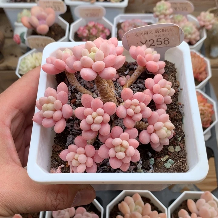 0258鱼子酱11厘米