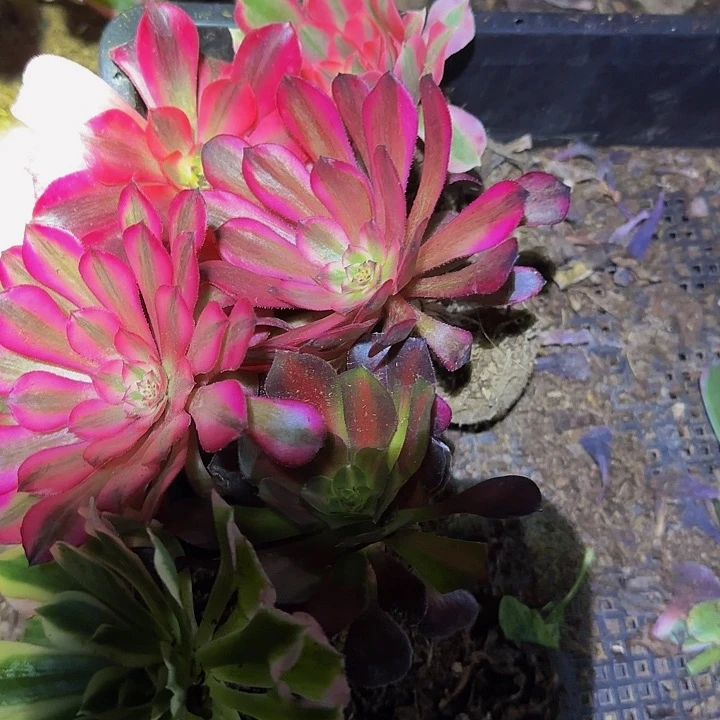 新人见面礼福利，6颗法师不同品种