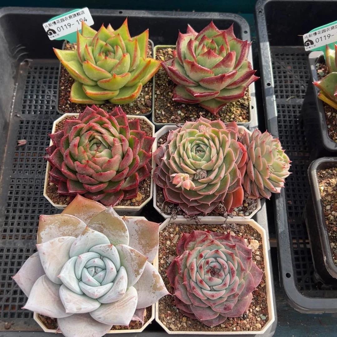 从前慢多肉精选编号0119.194