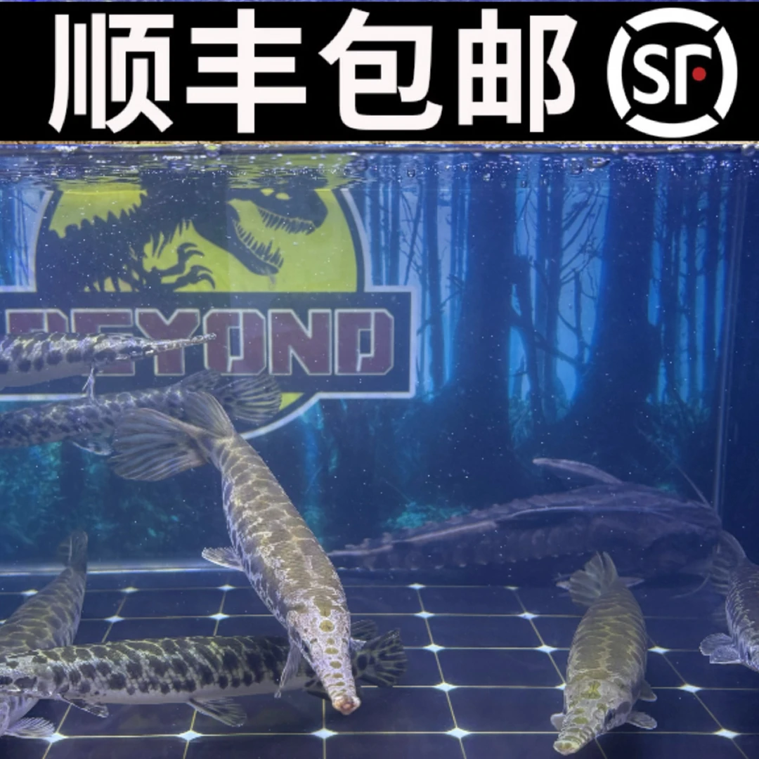 尖嘴火箭鳄雀鳝苗子热带观赏猛鱼尖嘴长吻活体红虫饲料