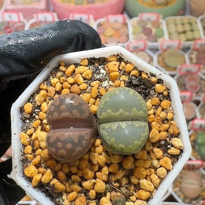 生石花2:：。紫折。  398号